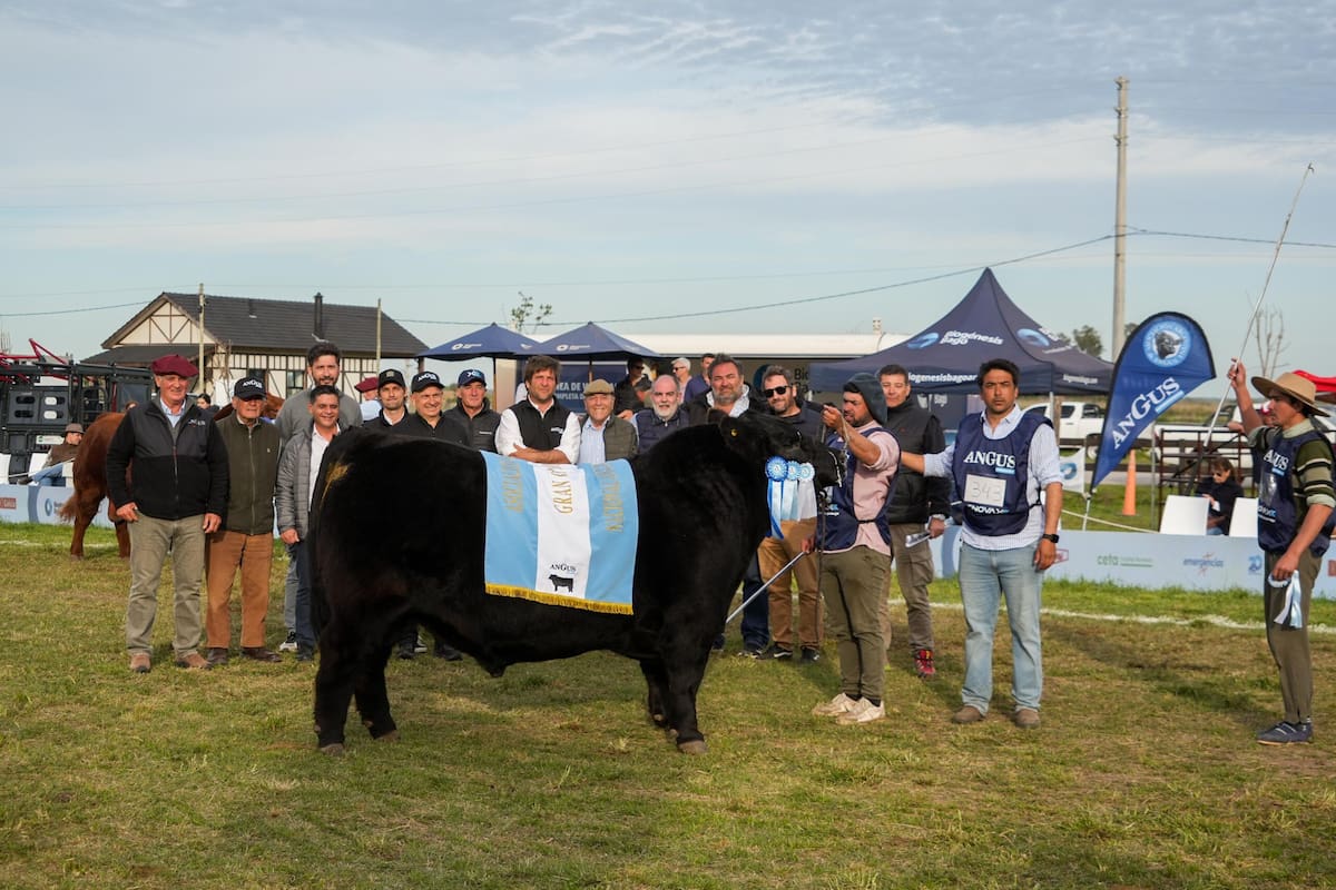 El Gran Campeón Macho Angus, de Don José