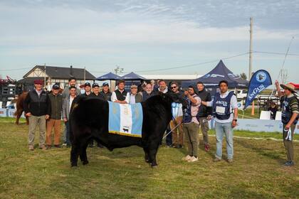 El Gran Campeón Macho Angus, de Don José