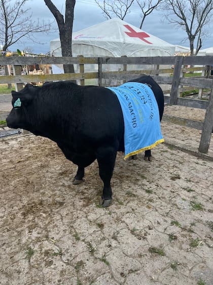 El Gran Campeón Macho Angus: un reproductor seleccionado desde joven por sus características funcionales y sus datos productivos
