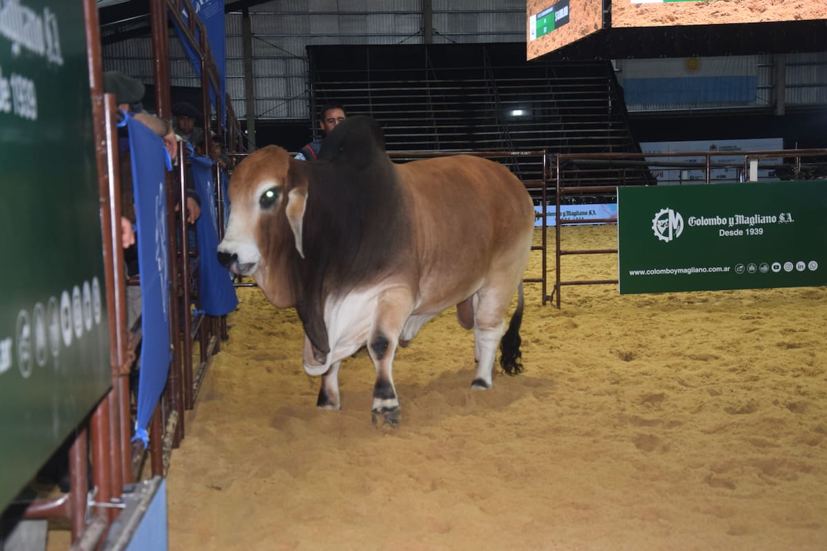 El Gran Campeón Macho Brahman vendido al 50% en $40 millones