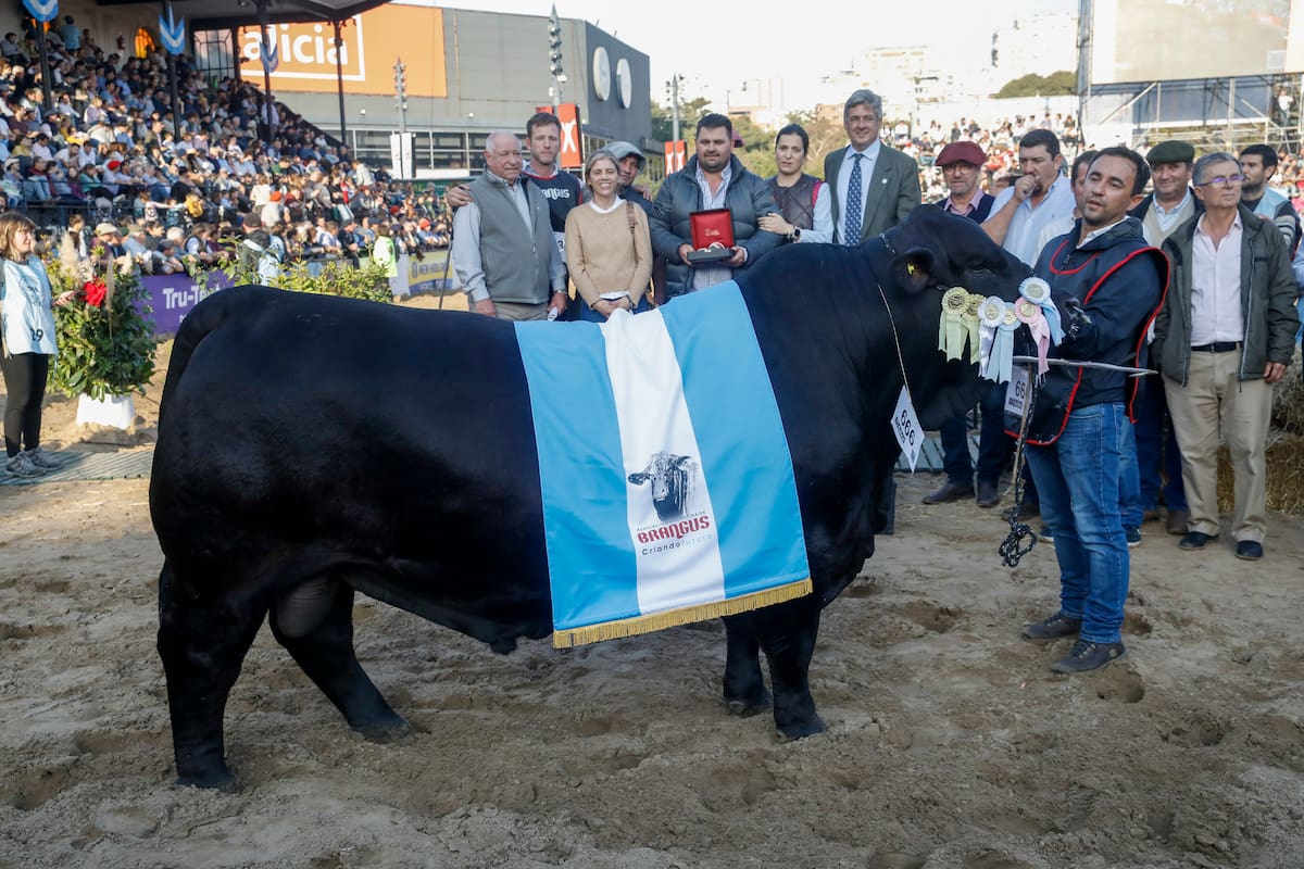 El Gran Campeón Macho Brangus, box 666 de la cabaña Las Dos A