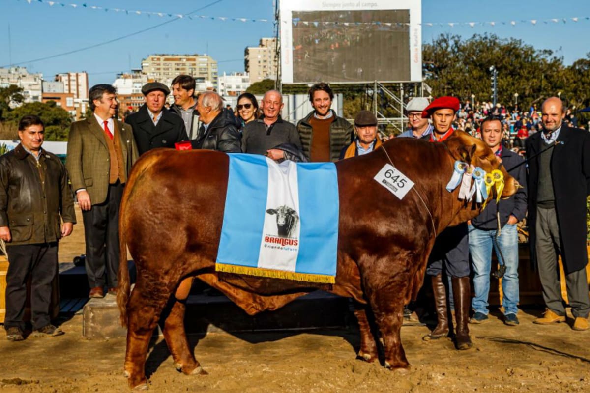 El Gran Campeón Macho Brangus, de Nantex SA y Juan Debernardi SRL