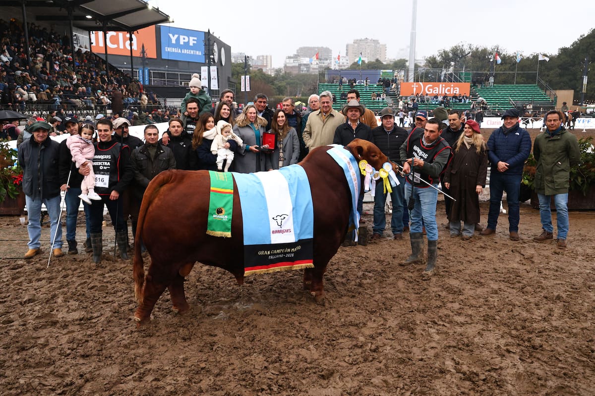 El Gran Campeón Macho Brangus fue para el box 586, un toro senior de la cabaña El Porvenir, de Walter Orodá, ubicada en Quilino, al norte de la provincia de Córdoba