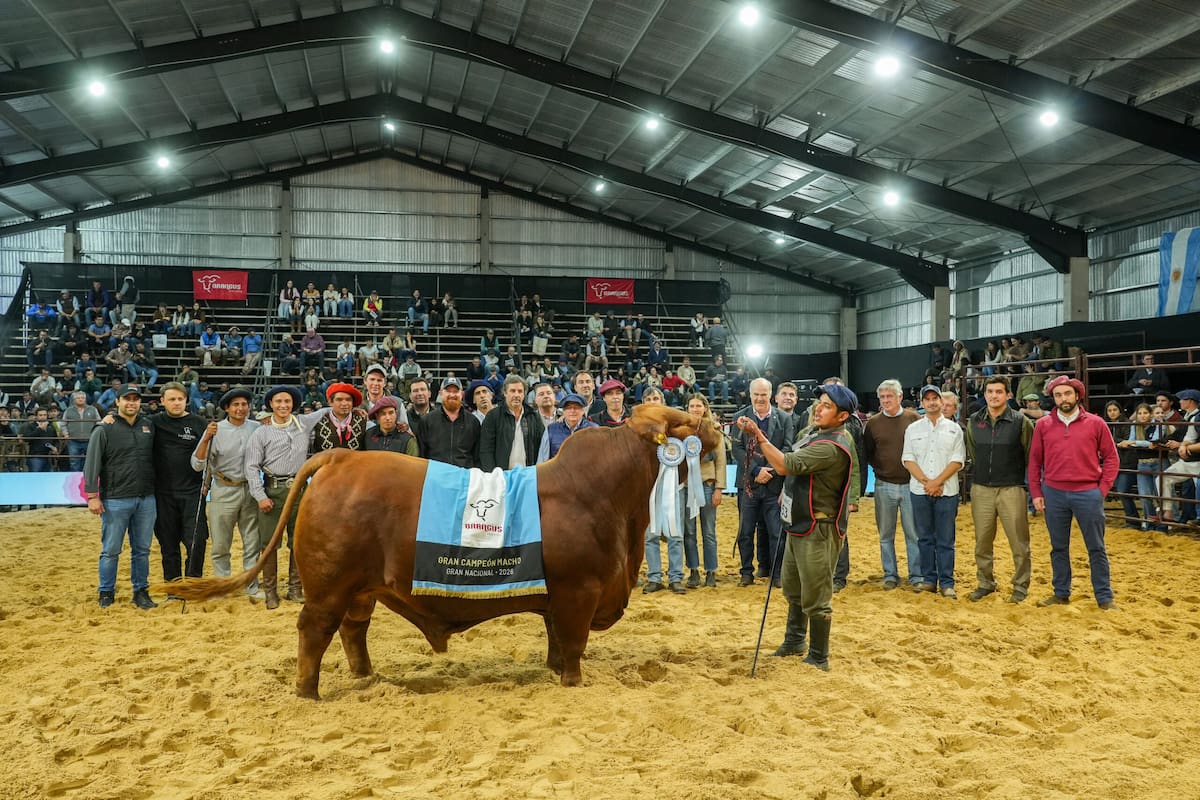 El Gran Campeón Macho de cabaña Santa Lucía es hijo de "Mundial"