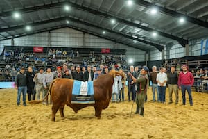 Un hijo de un icónico toro se consagró Gran Campeón Macho Brangus de Las Nacionales