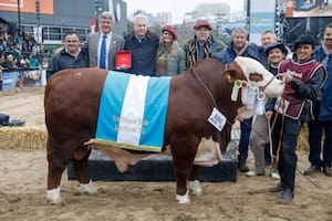 El Gran Campeón macho de la raza Braford correspondió al box 880, de Establecimiento Los Guasunchos, de Gregorio, Numo y Noel Werthein SA
