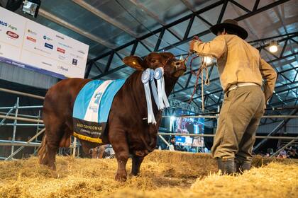 El Gran Campeón Macho de la raza Brangus que se vendió al 50%