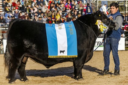 El Gran Campeón Macho, de Los Lazos SA