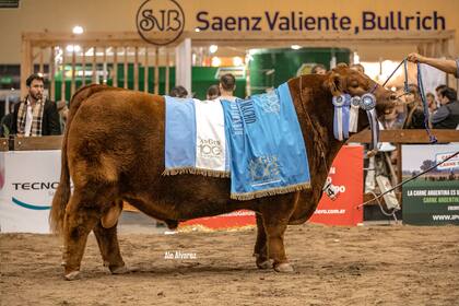 El Gran Campeón Macho del Centenario de Angus, de la cabaña Santa Rosa, de Indio Nuevo SA