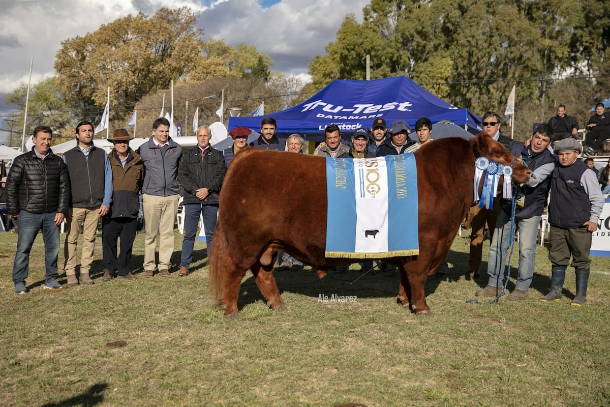 El Gran Campeón Macho fue para el Box 132 de la cabaña Inambú, de Inambú SA, con co-propiedad con Ricardo Tano