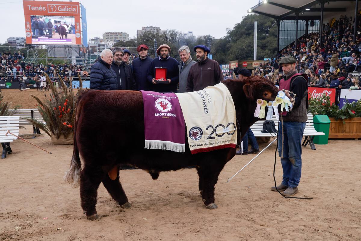El Gran Campeón Macho fue para el box 41, llamado Chascomús Silvestre, de los expositores La Balbina SRL, Miguel Ángel Durando y Luis Alberto Dubois