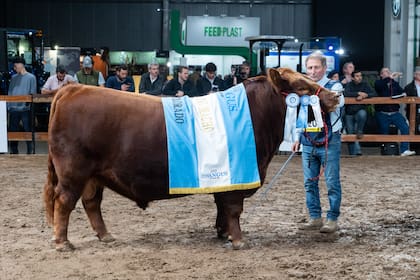 El Gran Campeón Macho fue para el box 520, un toro colorado de cabaña La Rubeta, propiedad de Rubeta SA, cabaña La Pasión y Gustavo Matto