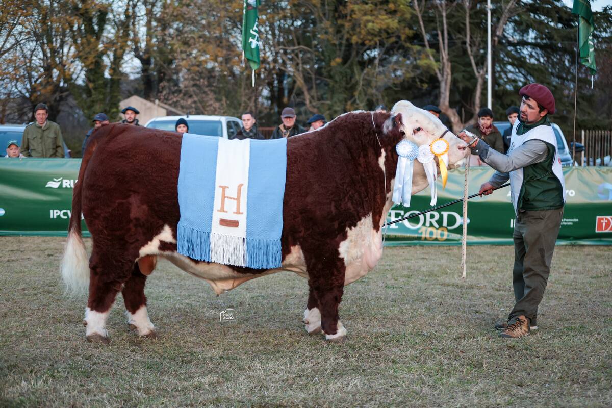 El Gran Campeón Macho Hereford de la exposición en Tandil