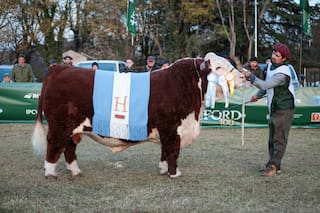Hereford consagró los grandes campeones de su exposición de otoño