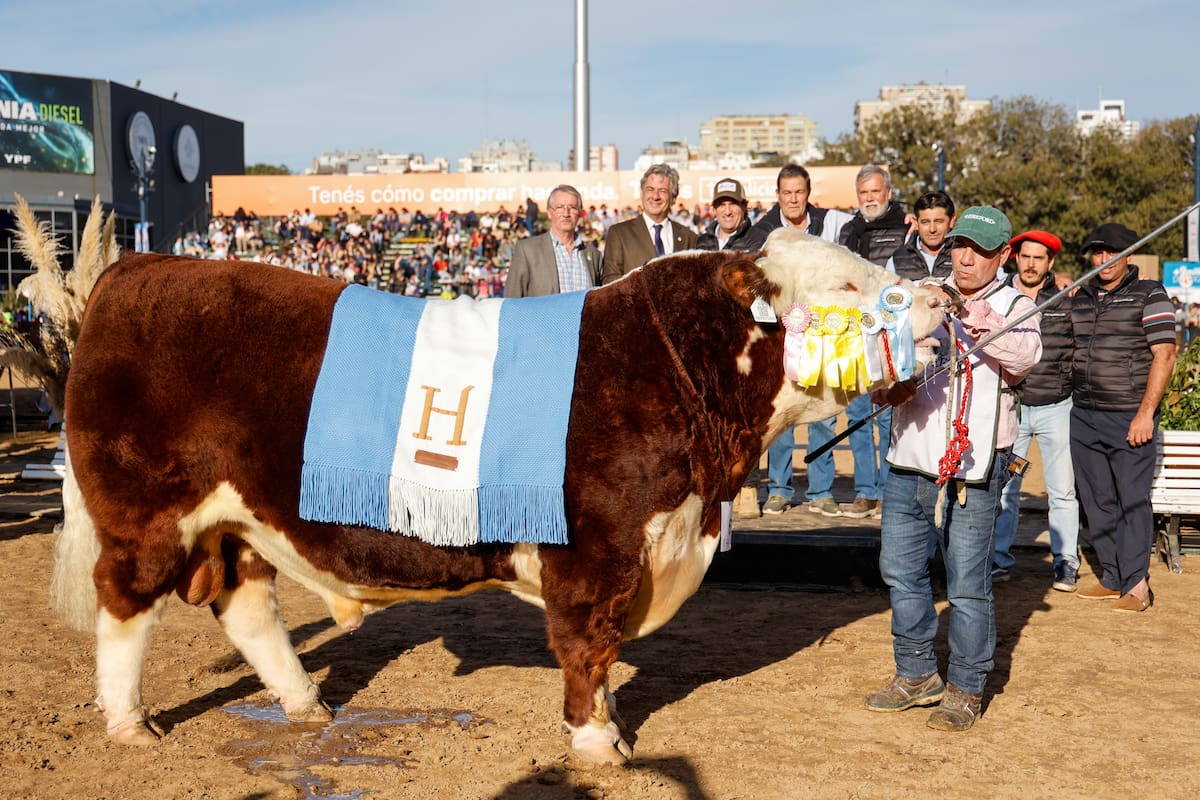 El Gran Campeón Macho Hereford fue para un toro senior de casi tres años llamado Mark, de cabaña Los Murmullos, de Garruchos SA