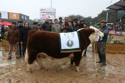 El Gran Campeón Macho Polled Hereford, de Garruchos SA