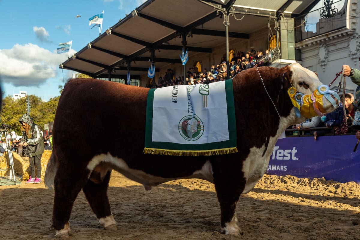 El Gran Campeón Macho Polled Hereford fue para la cabaña La Camila, de Fernando Juan Castillo