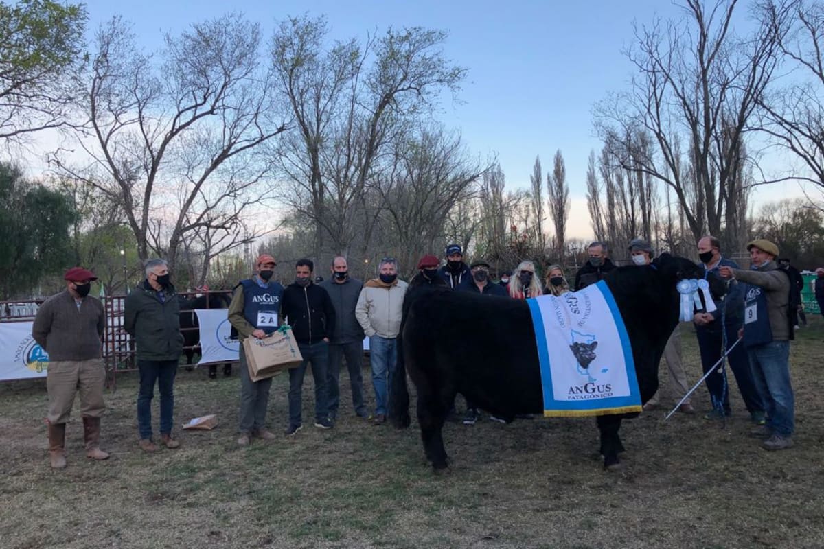 El Gran Campeón Macho Senior fue el Lote 9 RP 31, un ejemplar presentado por la cabaña “Don Fioto”, de Luciano Correndo, y por la cabaña “La Mara”, de Rodaci y Cía. SA