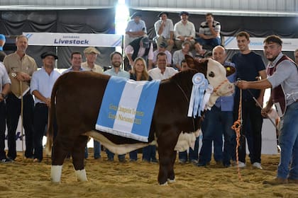 El Gran Campeón Ternera Braford