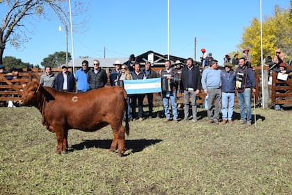 El Gran Campeón Ternera Brangus fue para un ejemplar a corral, RP 81126, integrante del lote 153C, de cabaña El Porvenir, de la provincia de Córdoba