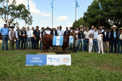 El Gran Campeón Ternero Brangus