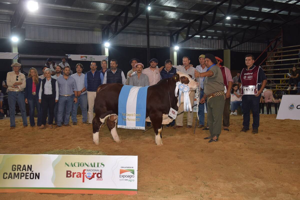 El Gran Campeón Ternero Braford