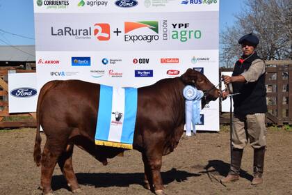 El Gran Campeón Ternero Brangus, de la cabaña El Impenetrable