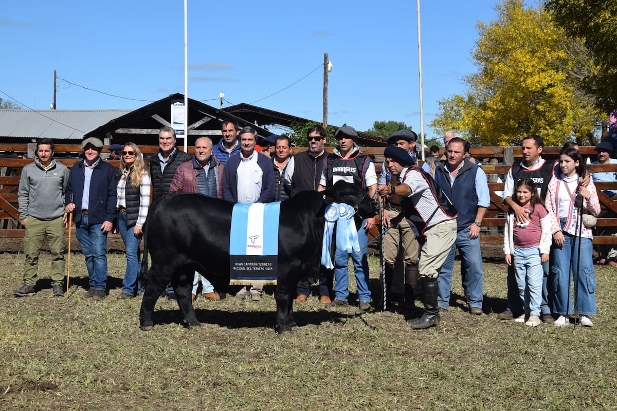 El Gran Campeón Ternero Brangus fue para el box 103 de cabaña La Victoria, de la provincia de Corrientes