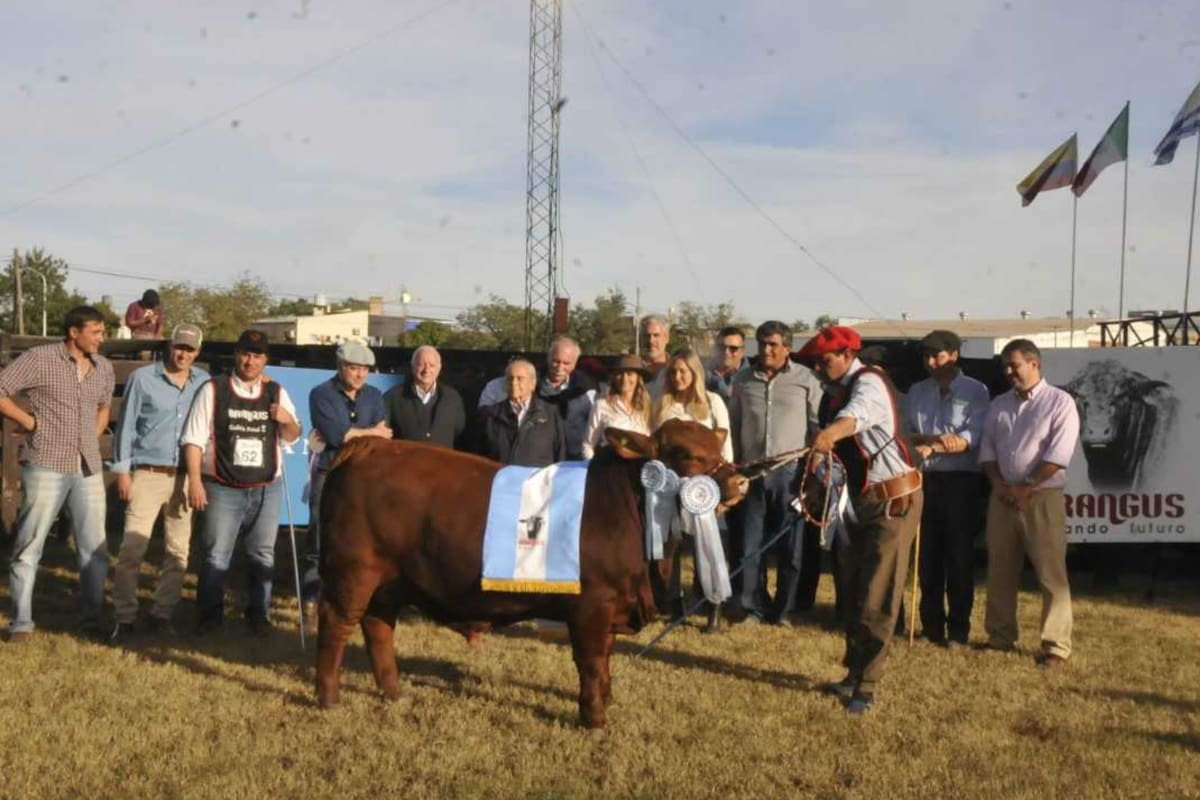 El Gran Campeón Ternero, de El Porvenir