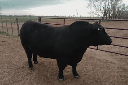 El Gran Campeón ya está en el campo de la familia