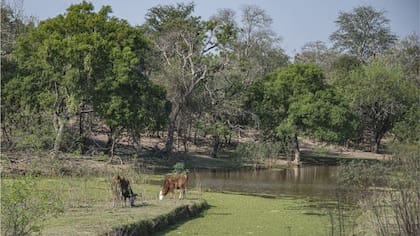 El Gran Chaco es una mezcla de bosques áridos y llanuras