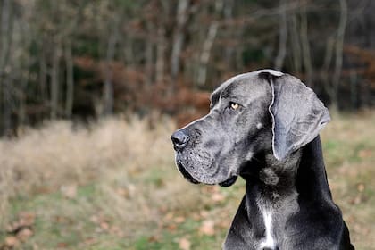 El gran danés es una de las razas de perros más grandes