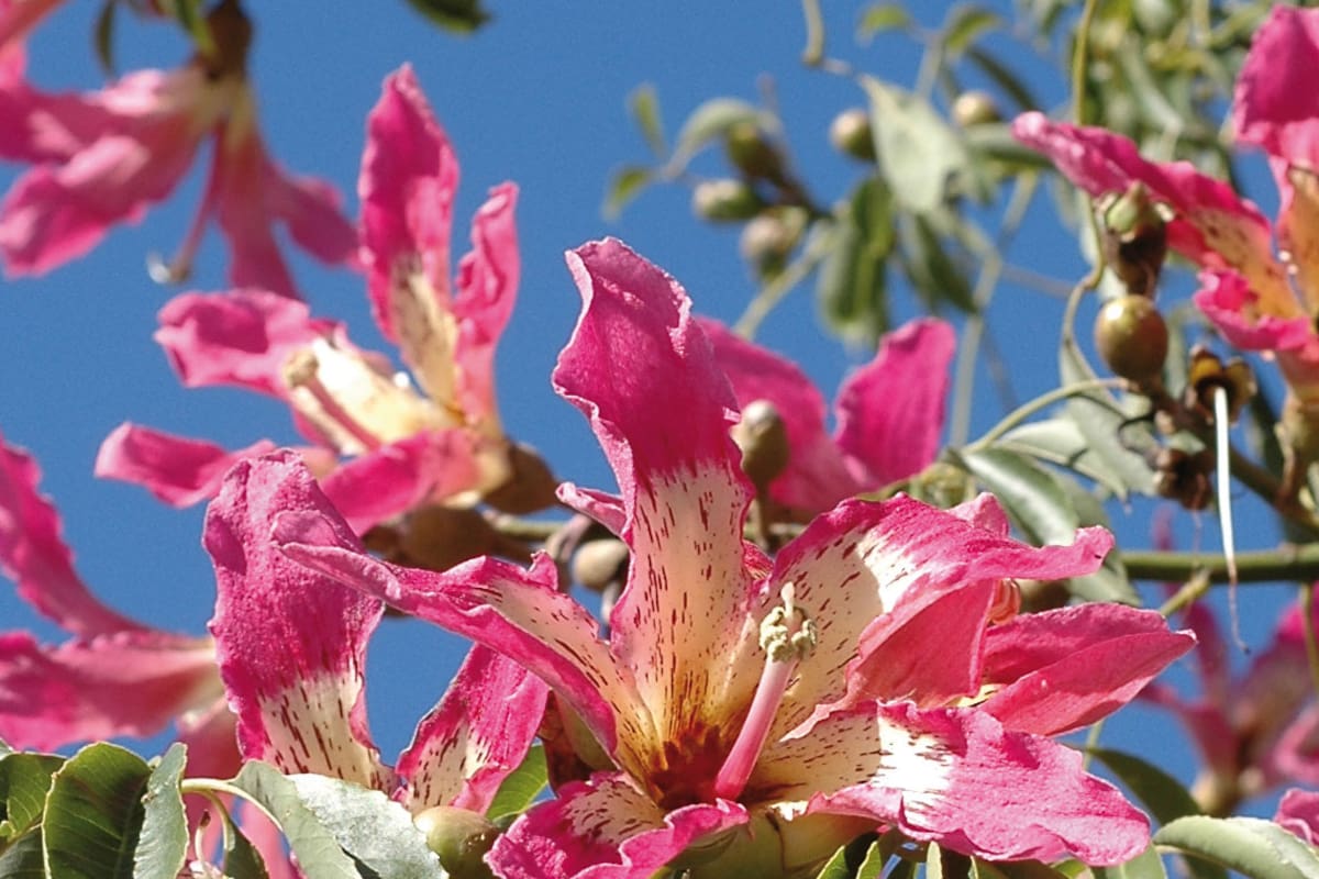 El gran paisajista Carlos Thays contempló el color de las flores del palo borracho a la hora de trazar los diseños urbanísticos que aún hoy embellecen a Buenos Aires y otras ciudades del país