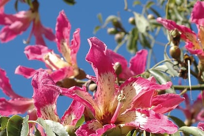 El gran paisajista Carlos Thays contempló el color de las flores del palo borracho a la hora de trazar los diseños urbanísticos que aún hoy embellecen a Buenos Aires y otras ciudades del país
