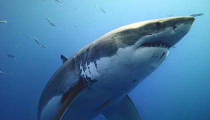 El gran tiburón blanco puede llegar a pesar varias toneladas