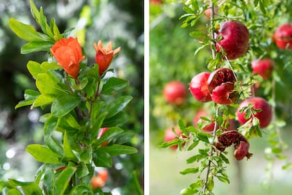 El granado aporta flores vistosas, frutos llamativos y una presencia ornamental que va mucho más allá de su cosecha