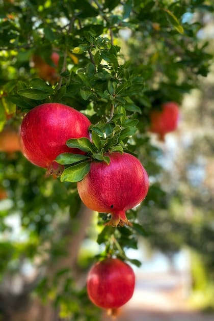 El granado es un arbusto caduco con flores vistosas de un naranja fuerte. Los frutos maduran a fin de verano y comienzo del otoño