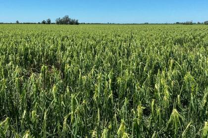 El granizo arrasó con 15.000 hectáreas sembradas con maíz, soja y girasol en Cañada Rosquín, Santa Fe