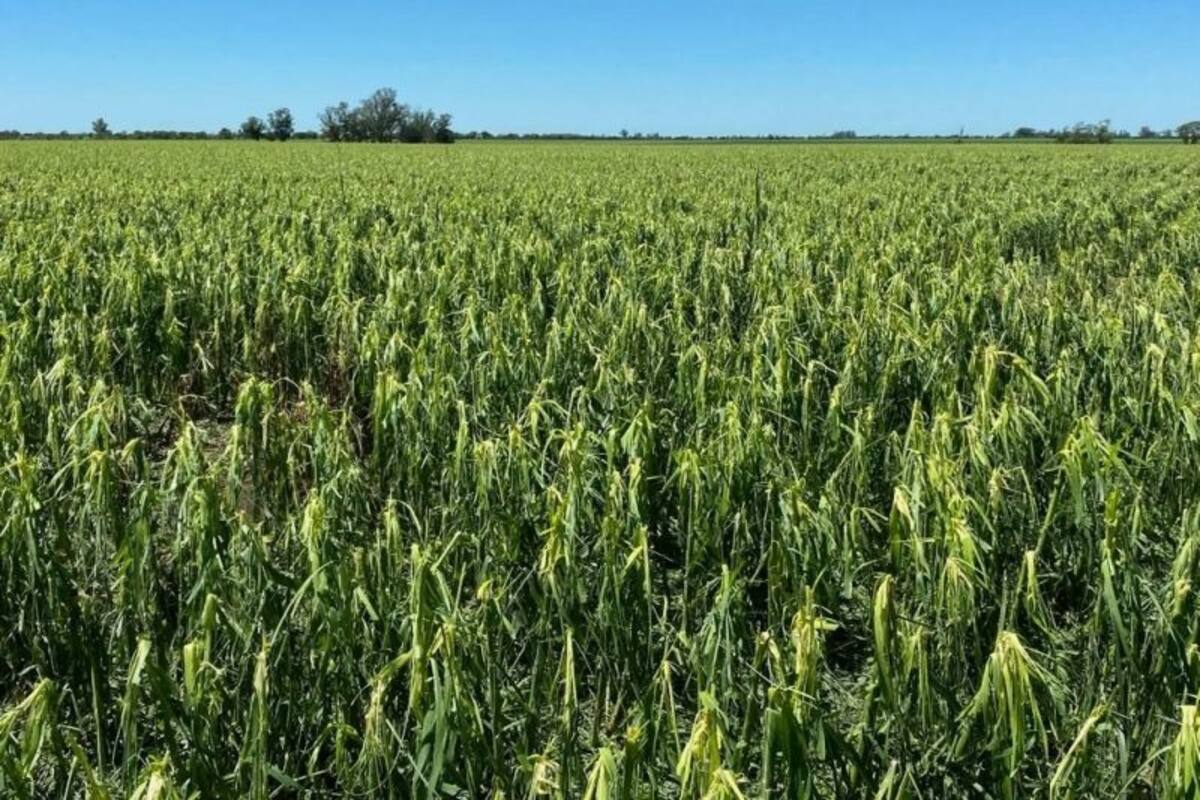 El granizo arrasó con 15.000 hectáreas sembradas con maíz, soja y girasol en Cañada Rosquín, Santa Fe