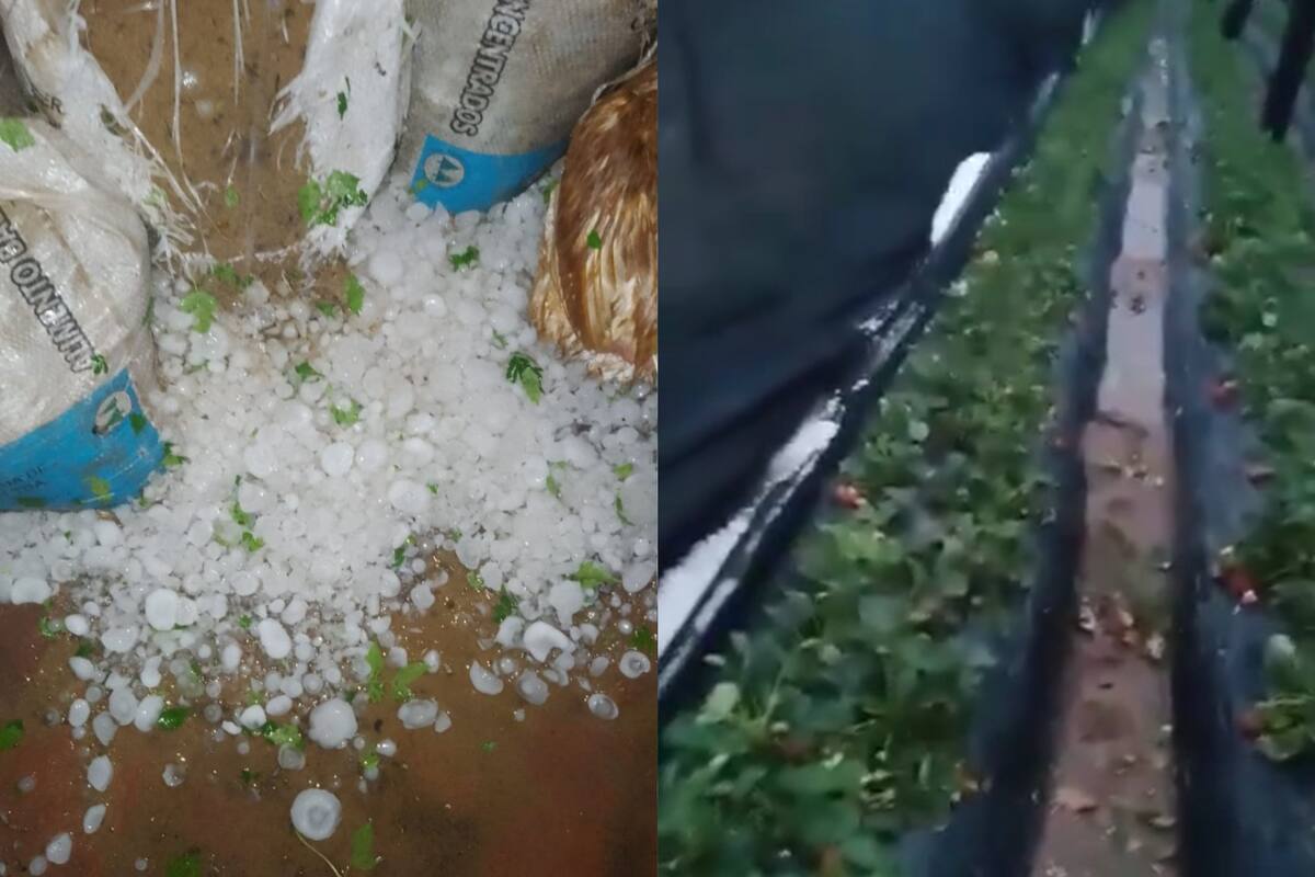El granizo que cayó esta semana en Tres Isletas, Chaco, afectó los cultivos y la horticultura en la región