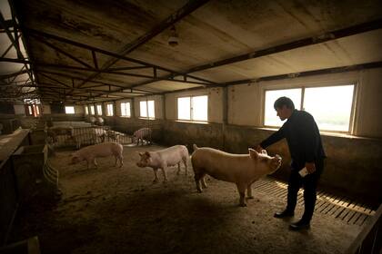 El granjero Yang Wenguo se acerca a los pocos cerdos que quedan de su manada original de 800, en Jiangjiaqiao en la provincia de Hebei, norte de China