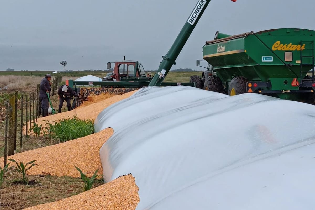 El grano almacenado en otro de los silobolsas vandalizados en Huanguelén