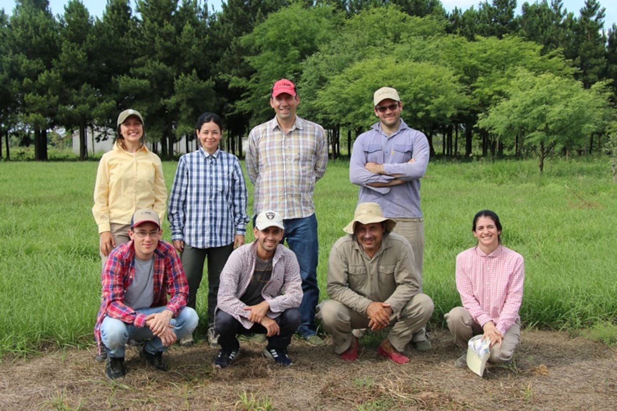 El grupo de genética y mejoramiento de especies forrajeras está generando cultivares que buscan optimizar los rendimientos del sector ganadero