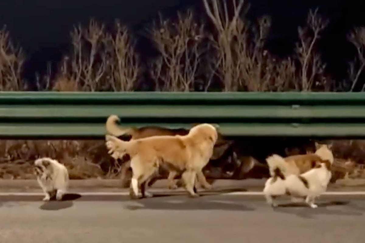 El grupo fue liderado por un corgi durante la travesía.