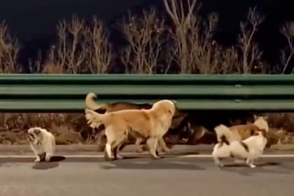El grupo fue liderado por un corgi durante la travesía.