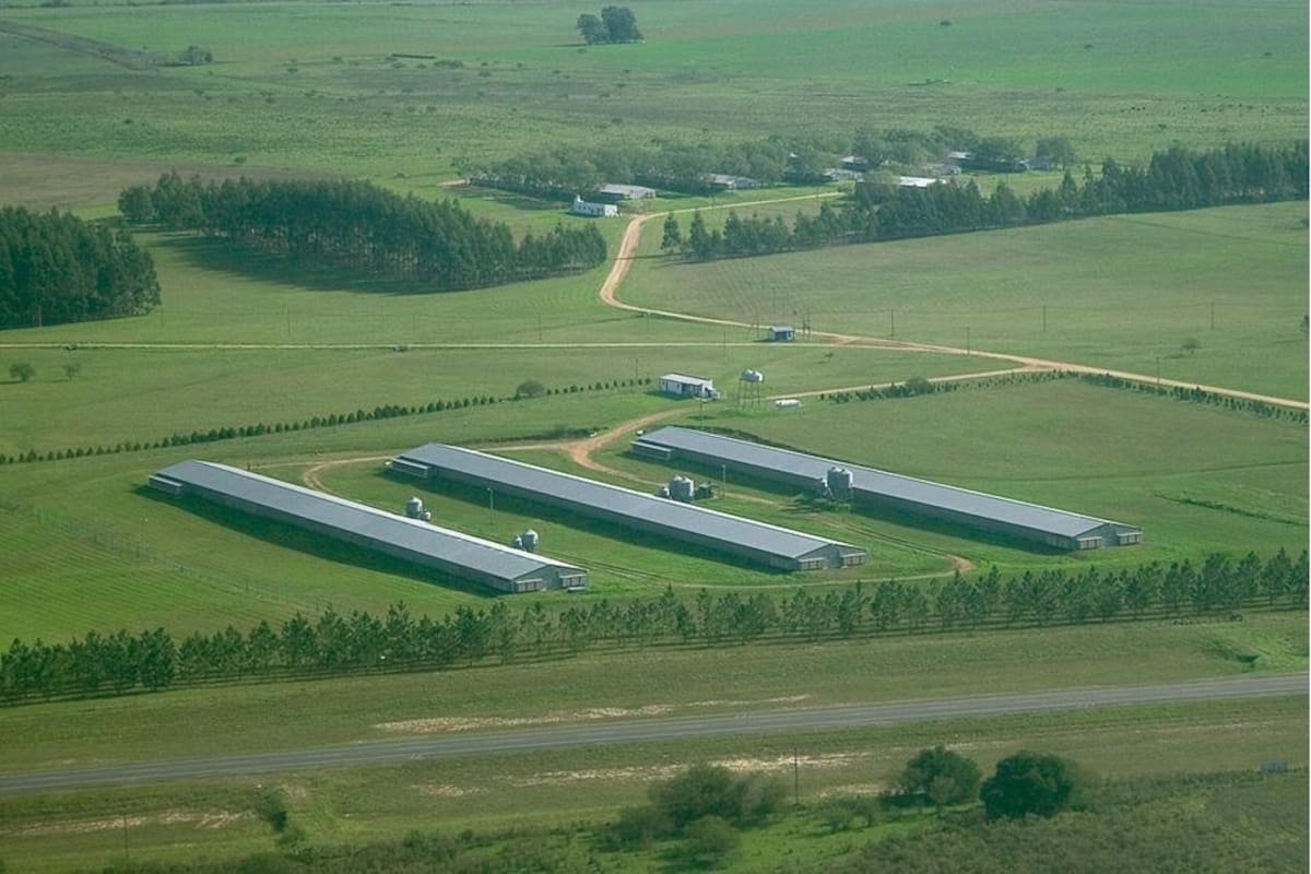 El grupo GTA está integrado por Granja Tres Arroyos SA, Wade SA y Avex SA