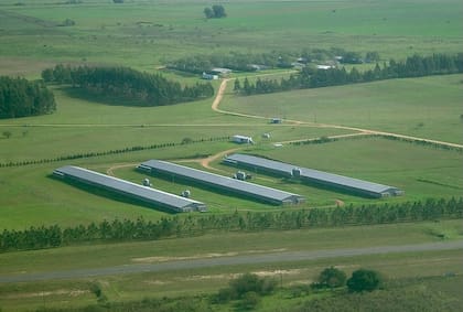 El grupo GTA está integrado por Granja Tres Arroyos SA, Wade SA y Avex SA