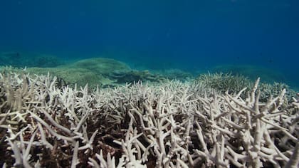 El Grupo Intergubernamental de Expertos sobre el Cambio Climático (IPCC) advierte que desaparecerán entre el 70% y el 90% de los arrecifes, incluso con un calentamiento mundial de 1,5°C