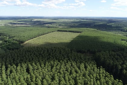 El grupo inversor local tiene más de 16.000 hectáreas forestadas