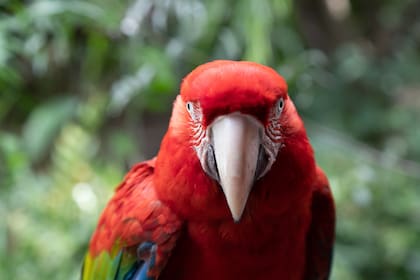 El guacamayo rojo, una especie extinta en estado silvestre en nuestro país que hoy vuelve a volar nuestros cielos